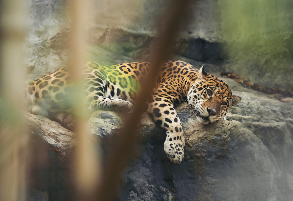 activités normandie Zoo de Cerza