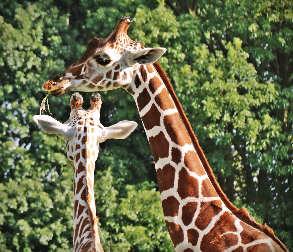 activités normandie Zoo de cerza